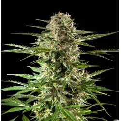 Auto CBD Cheese Cannabis Seeds Feminized