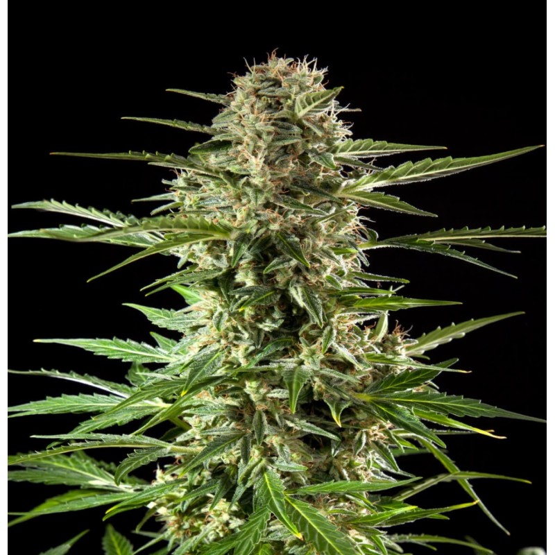 Auto CBD Cheese Cannabis Seeds Feminized