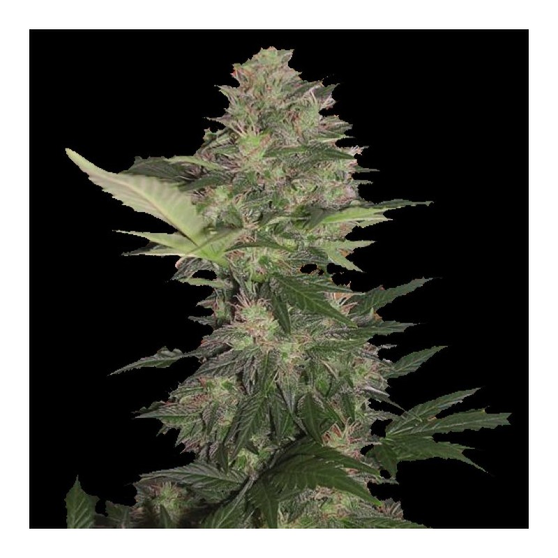 Auto Dwarf Low Flyer Cannabis Seeds
