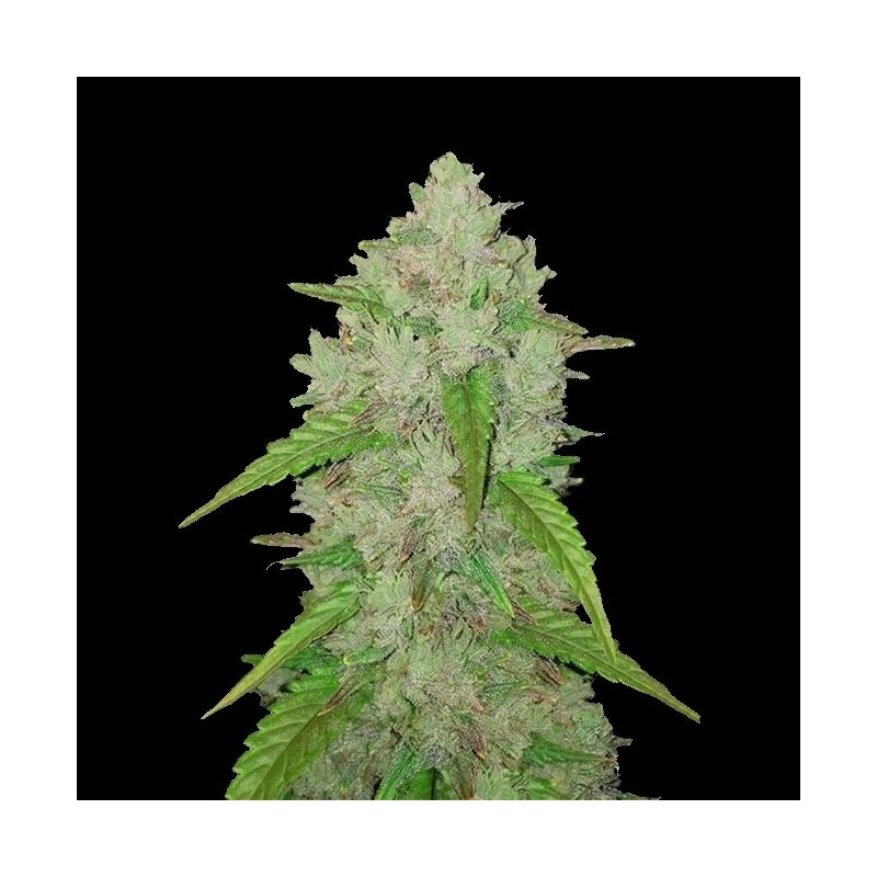 Auto Orange Haze Cannabis Seeds Feminized
