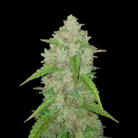 Auto Orange Haze Cannabis Seeds Feminized