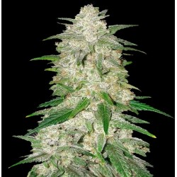 Auto Ultra Gelato Cannabis Regular Seeds