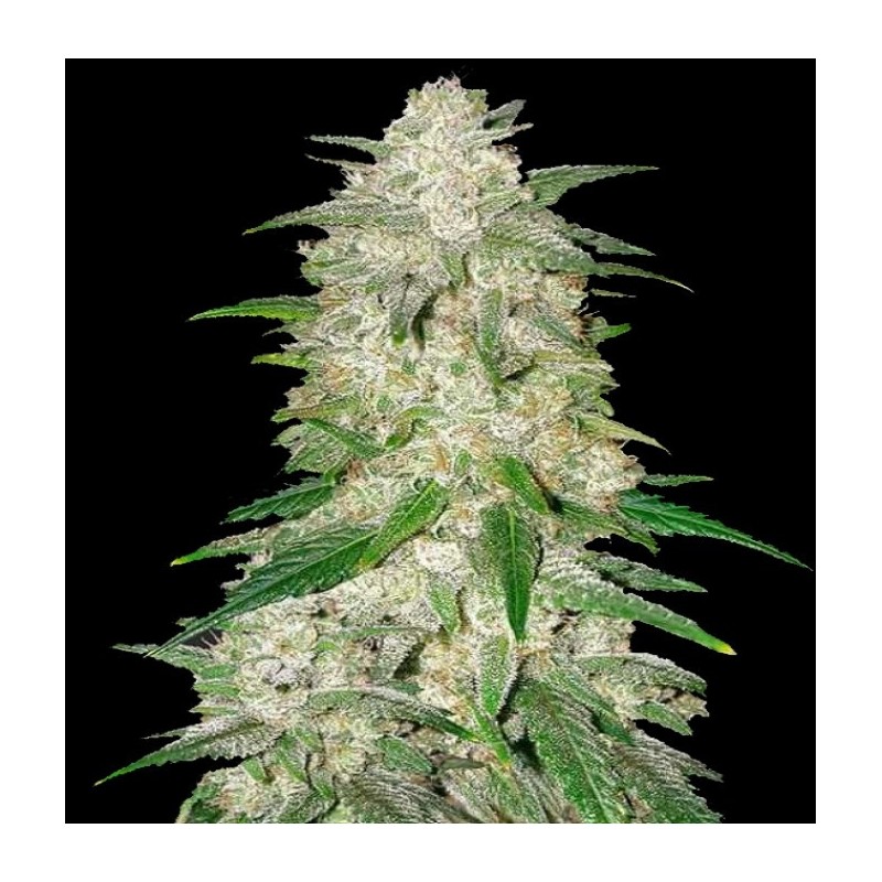 Auto Ultra Gelato Cannabis Regular Seeds