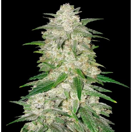 Auto Ultra Gelato Cannabis Regular Seeds