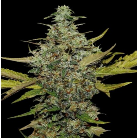Super Skunk Cannabis Seeds Feminized