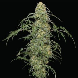 Freakshow Cannabis Seeds (REGULAR)
