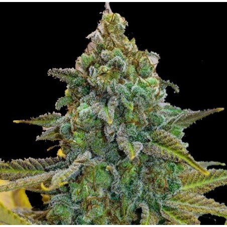 Cinderella 99 Fast Version Feminized Cannabis Seeds