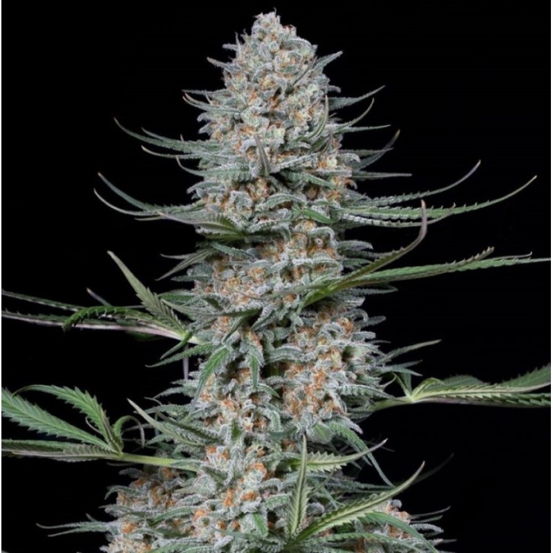 Critical Cannabis Seeds Feminized Fast Version