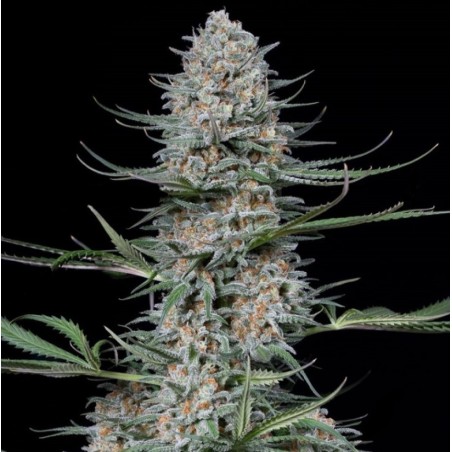 Critical Cannabis Seeds Feminized Fast Version