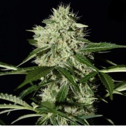 Northern Lights Fast Version Cannabis Seeds Feminized