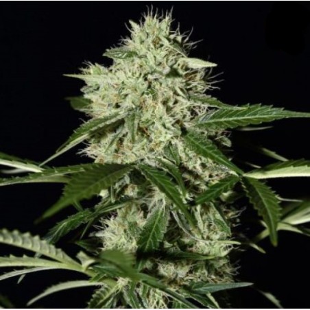 Northern Lights Fast Version Cannabis Seeds Feminized