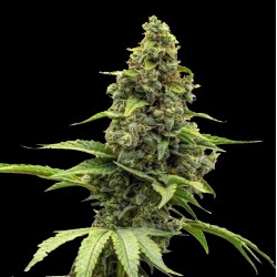 Auto Amnesia Haze XL Graines de cannabis