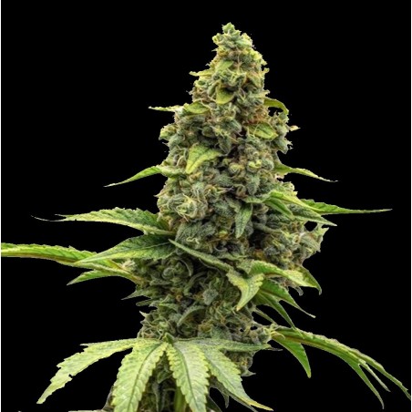Auto Amnesia Haze XL Graines de cannabis