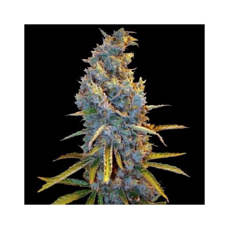 Cream Caramel Fast Version Feminized Cannabis Seeds