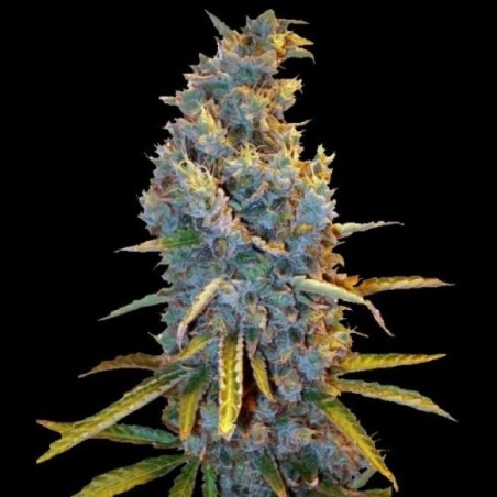 Cream Caramel Fast Version Feminized Cannabis Seeds
