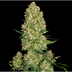 SKUNK No.1 FAST VERSION Feminized Cannabis Seeds