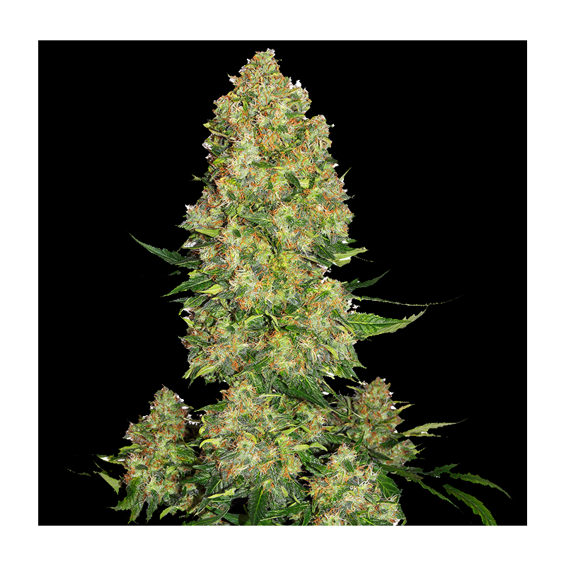SKUNK No.1 FAST VERSION Feminized Cannabis Seeds