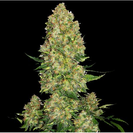 SKUNK No.1 FAST VERSION Feminized Cannabis Seeds