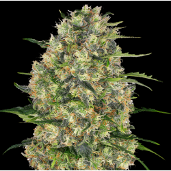 Black Domina Cannabis Seeds Feminised