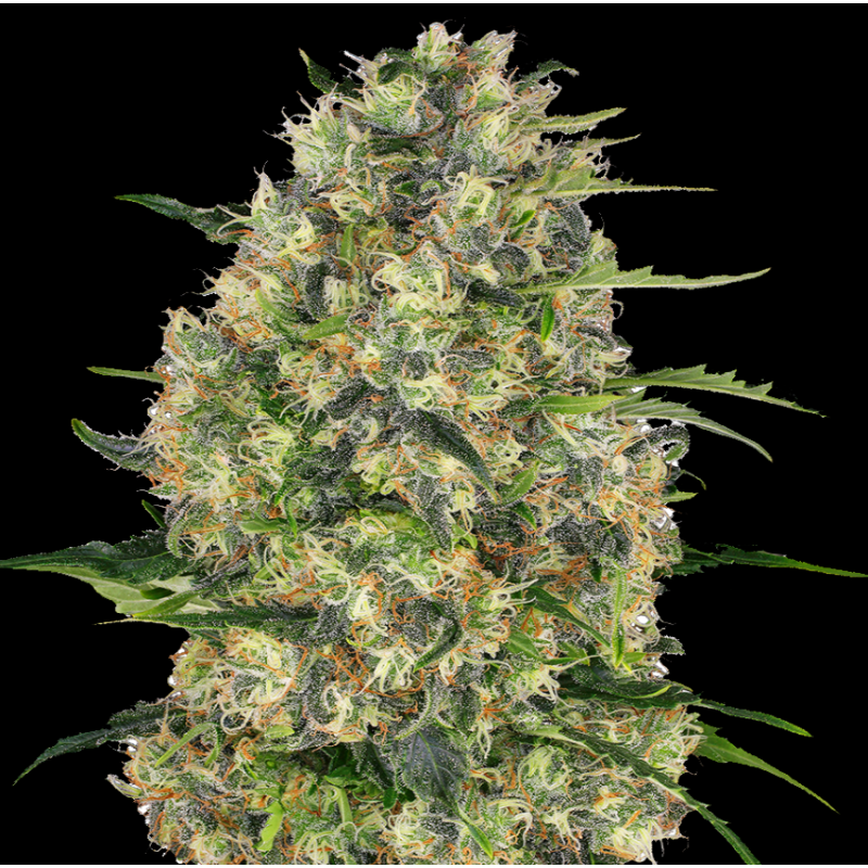 Black Domina Cannabis Seeds Feminised