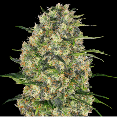 Black Domina Cannabis Seeds Feminised