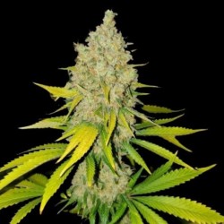 AK-47 Fast Version Feminized Cannabis Seeds