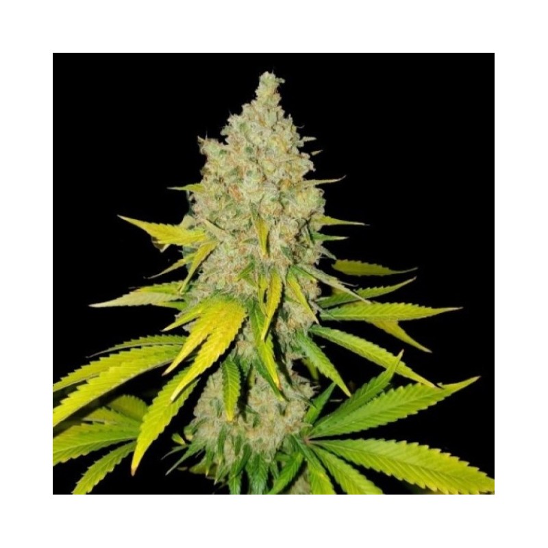 AK-47 Fast Version Feminized Cannabis Seeds