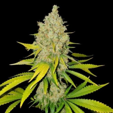 AK-47 Fast Version Feminized Cannabis Seeds