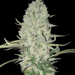 BIG BUD FAST VERSION Feminized Cannabis Seeds