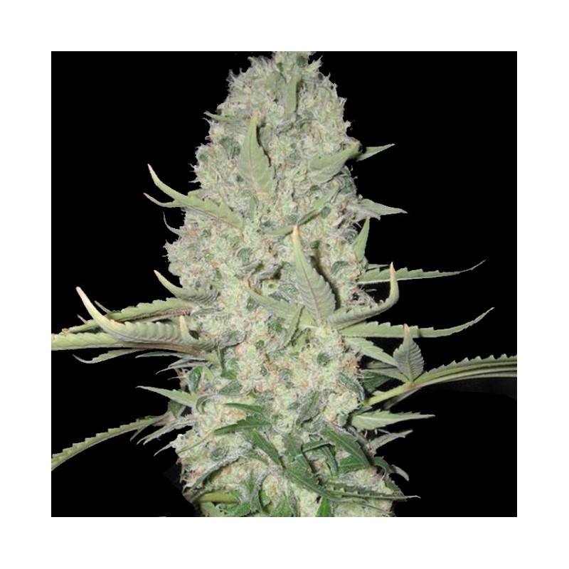 BIG BUD FAST VERSION Feminized Cannabis Seeds