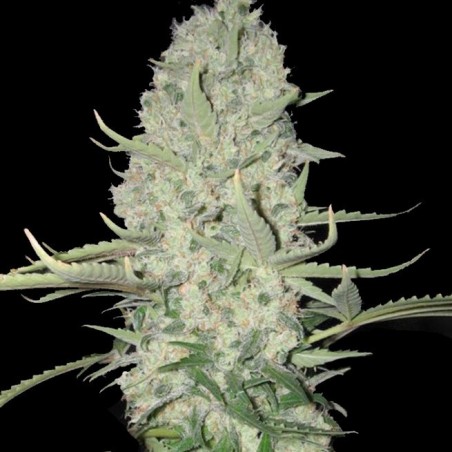 BIG BUD FAST VERSION Feminized Cannabis Seeds