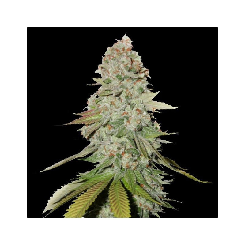 Gorilla Glue Cannabis Seeds Feminized