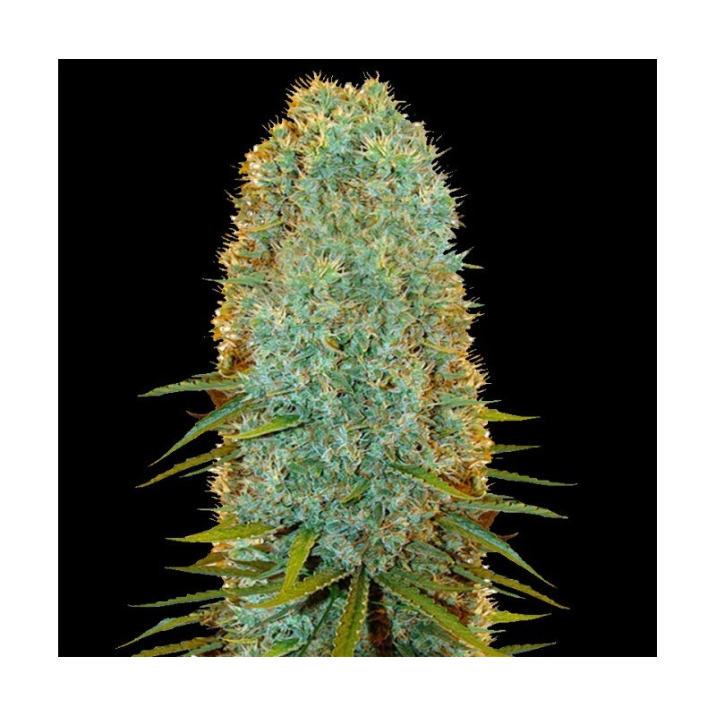 Big Jack Cannabis Seeds Feminized