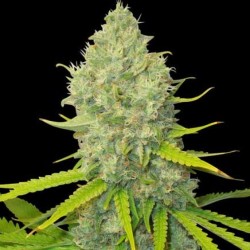 Bubblegum graines de cannabis féminisées