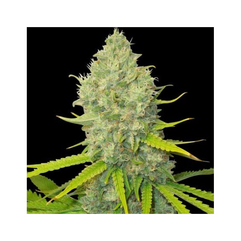 Bubblegum graines de cannabis féminisées