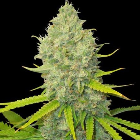 Bubblegum graines de cannabis féminisées