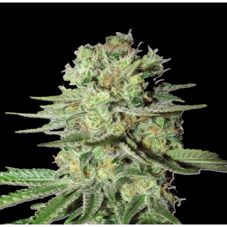 Durban Poison Cannabis Seeds Feminized