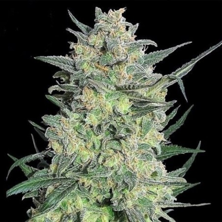 LSD Feminized Cannabis Seeds