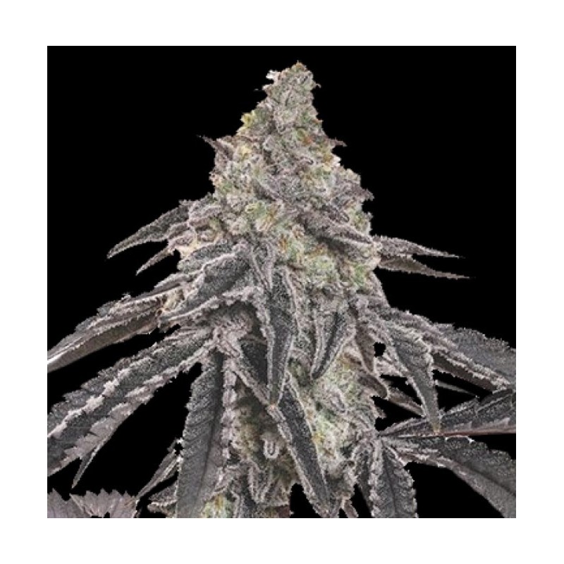 Green Crack Cannabis Seeds Feminized