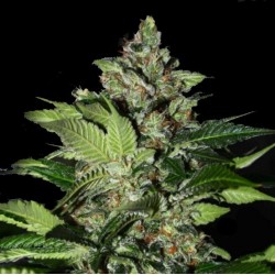 CBD Kush Cannabis Seeds Feminized