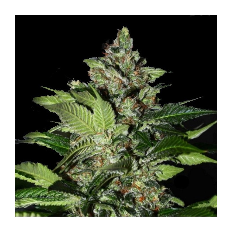 CBD Kush Cannabis Seeds Feminized