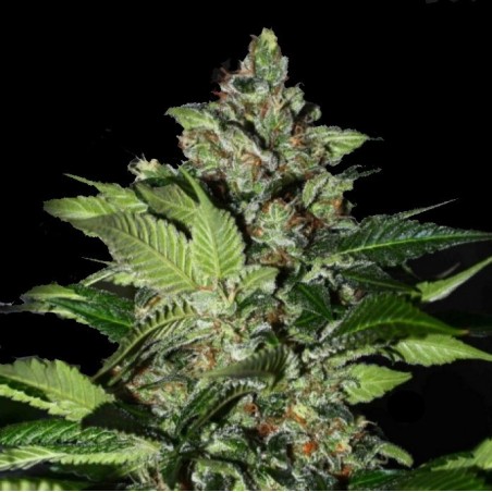 CBD Kush Cannabis Seeds Feminized