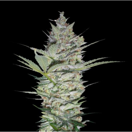 AK 47 Graines de cannabis féminisées