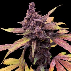 Auto Red Kush Cannabis Seeds Feminized