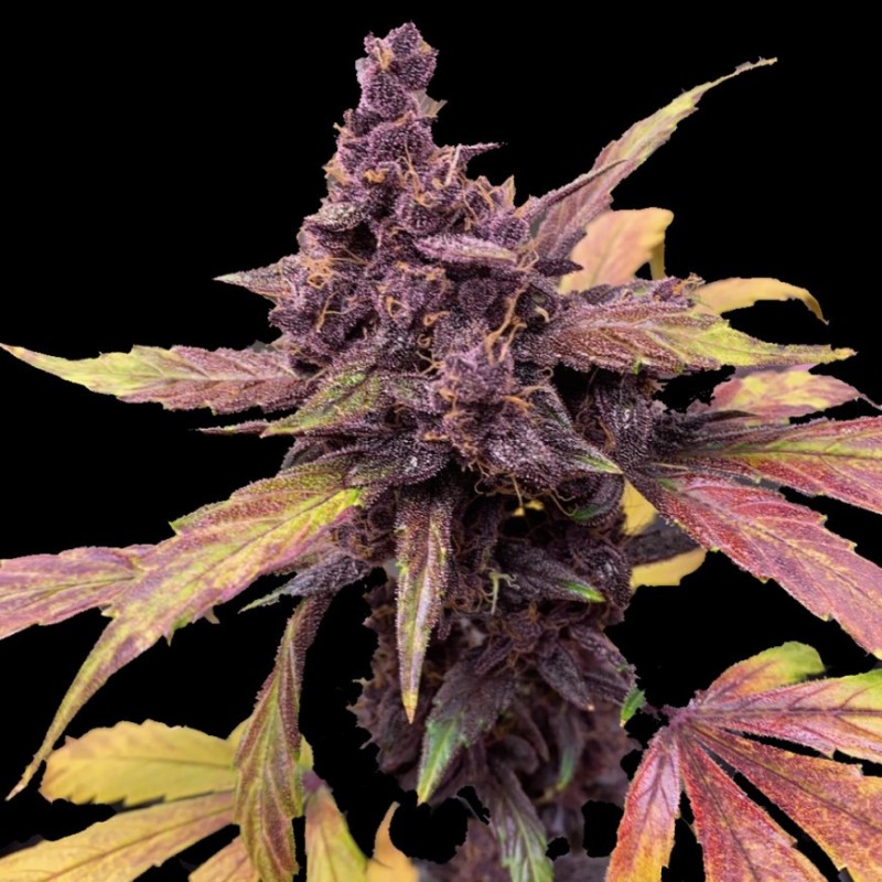 Auto Red Kush Cannabis Seeds Feminized
