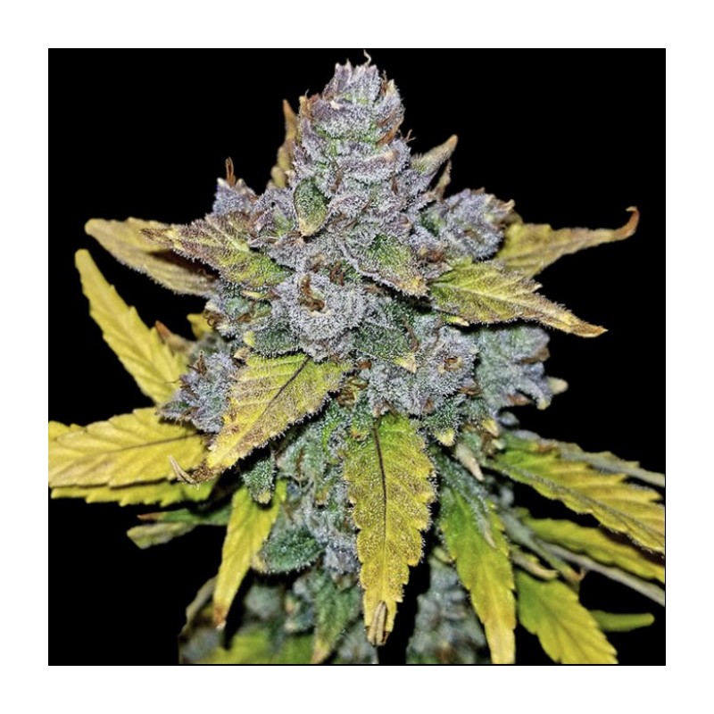 Auto Blue Dream Graines De Cannabis Féminisées