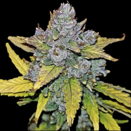 Auto Blue Dream Graines De Cannabis Féminisées