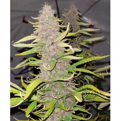 Skunk Berry Graines De Cannabis Féminisées