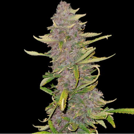 Skunk Berry Graines De Cannabis Féminisées
