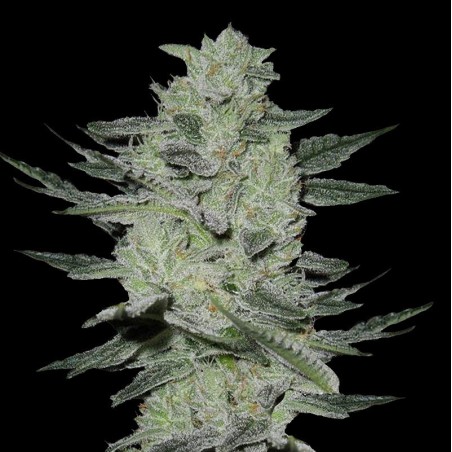 Jack Herer Cannabis Seeds Feminized